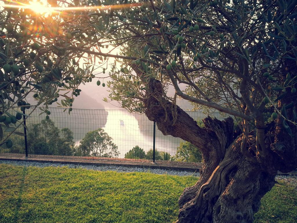Quinta Das Tilias Douro Valley Cabaca エクステリア 写真